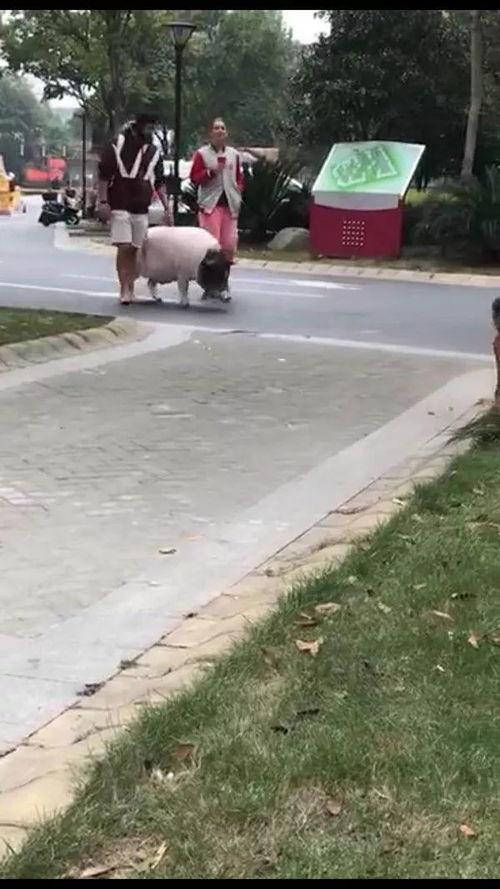 刘先生爆料最新视频,事件真相再引热议