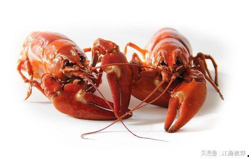 龙虾最新爆料新闻内容 第3张 龙虾最新爆料新闻内容 第3张